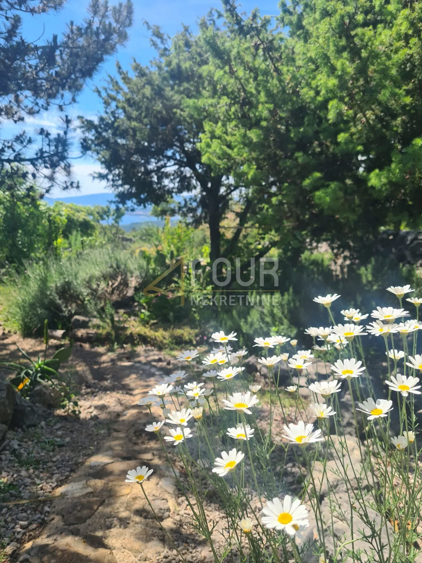 otok krk, punat, poljoprivredno zemljište s pogledom na more i punat - slika 10