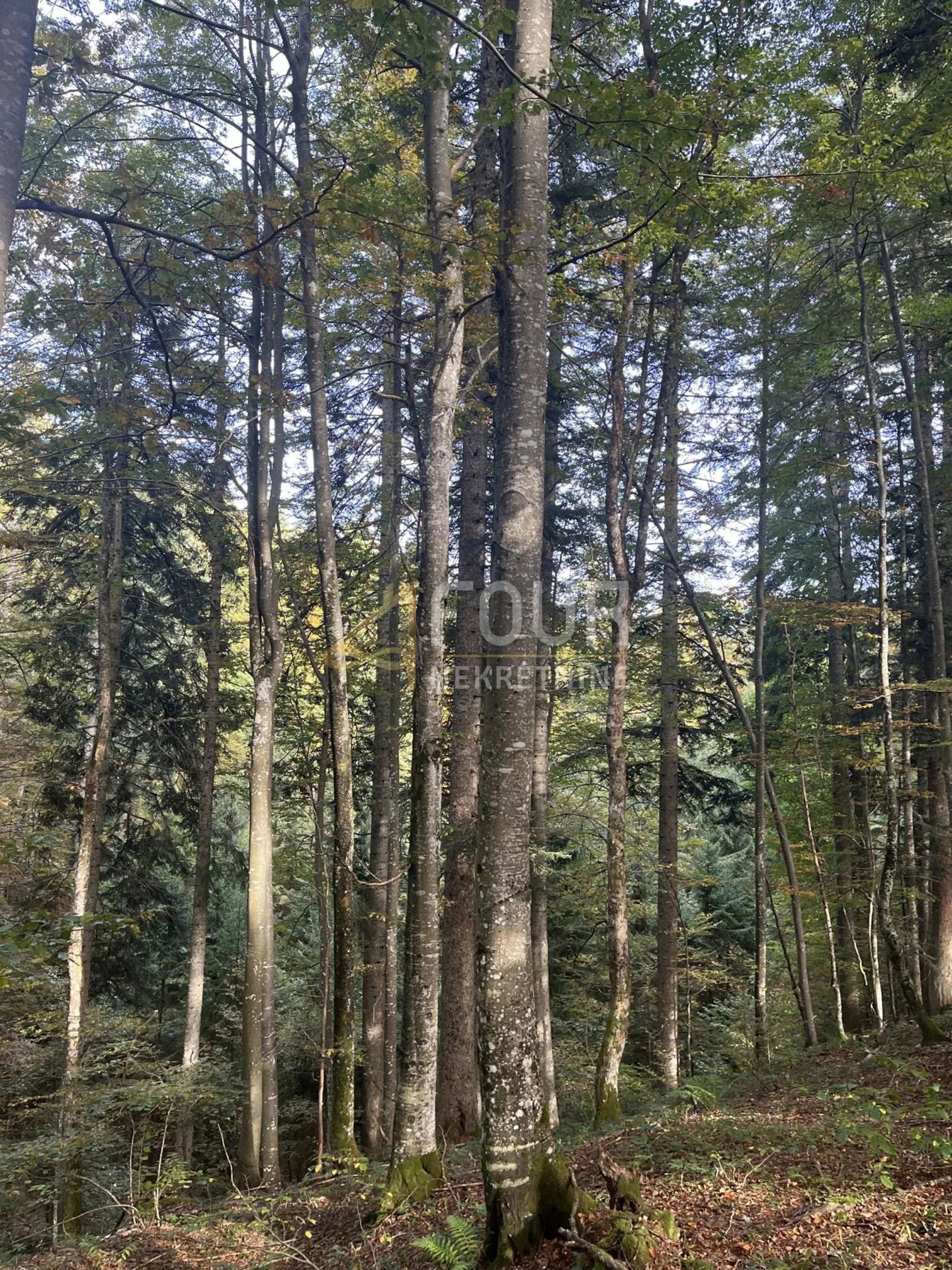 Gorski kotar, Stari Laz, poljoprivredno zemljište, 6.729m2 - Stari Laz, Ravna Gora