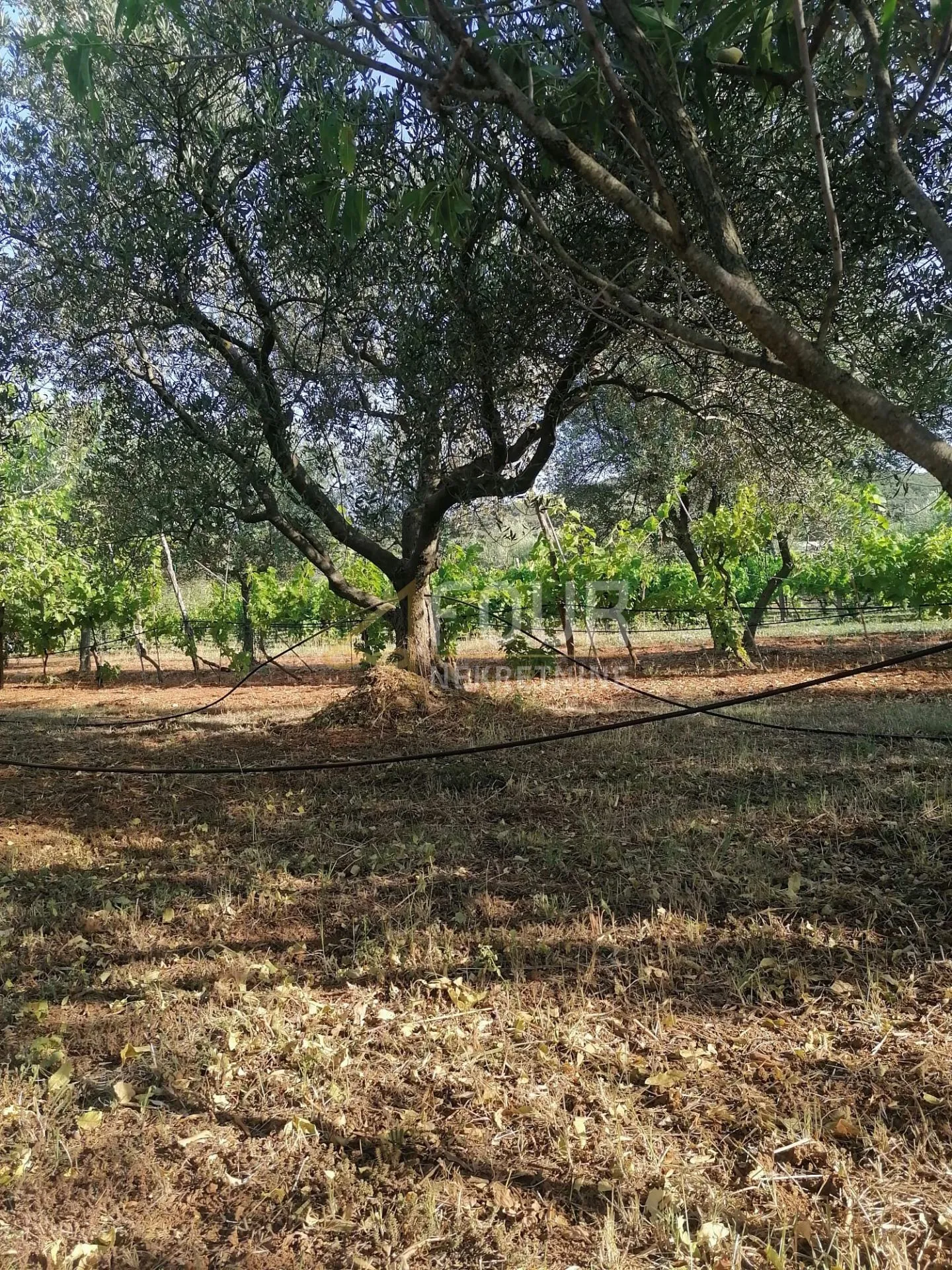 Istra, Rovinj-okolica, poljoprivredno zemljište 4.471m2