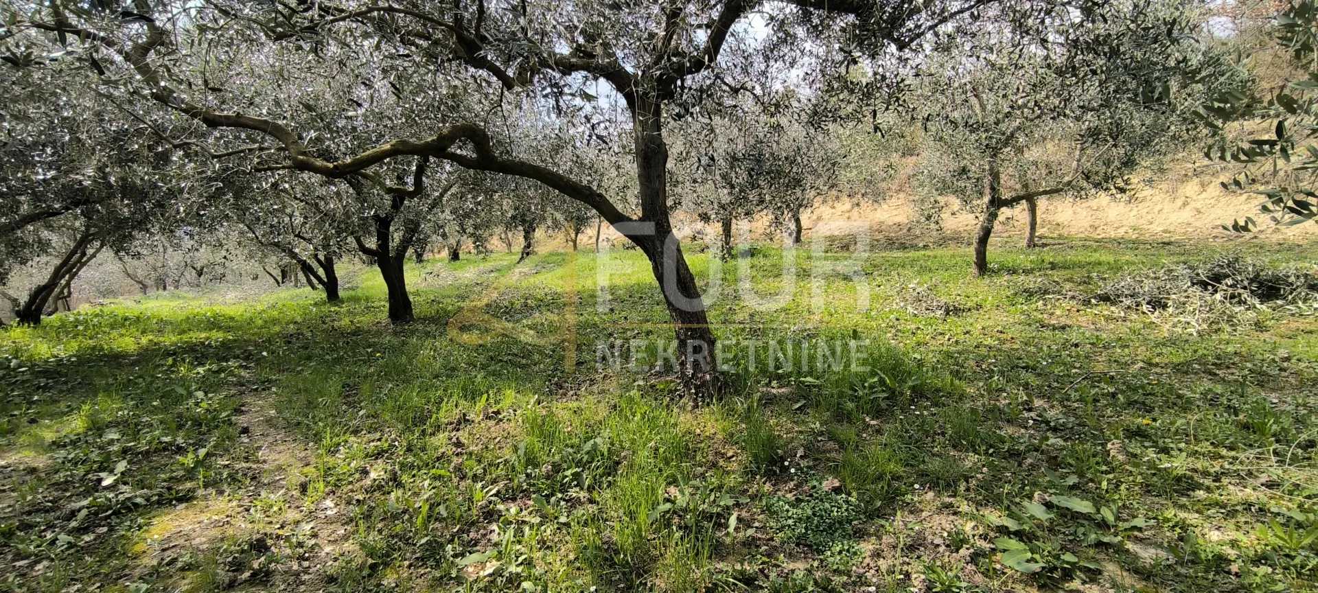 istra, buzet - okolica, poljoprivredno zemljište - slika 2