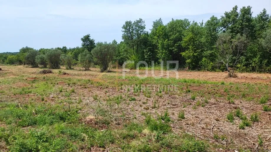 istra, buje, poljoprivredno zemljište 47.888m2 - slika 2