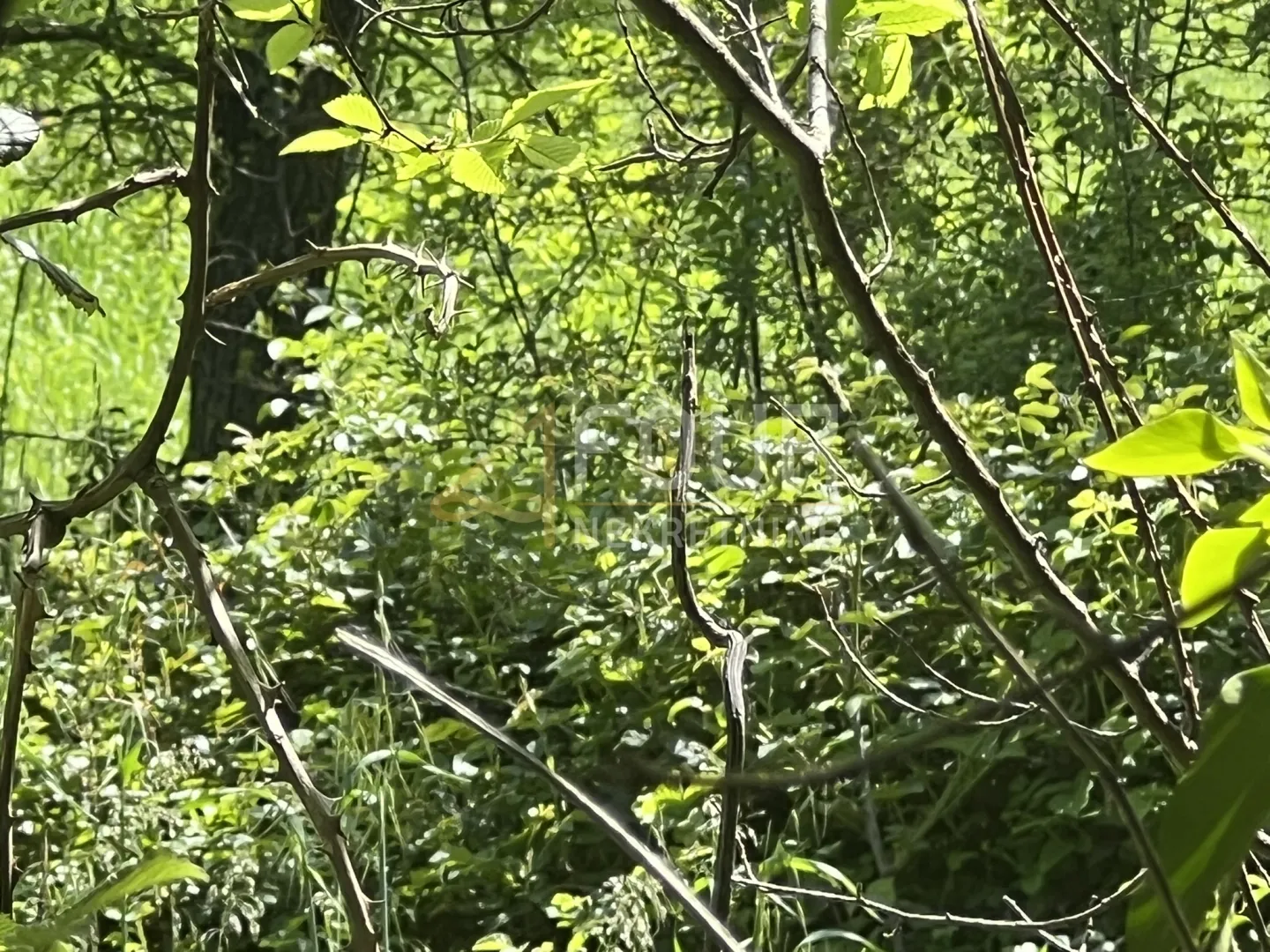 istra, ližnjan - okolica, poljoprivredno zemljište, 820m2 - slika 3