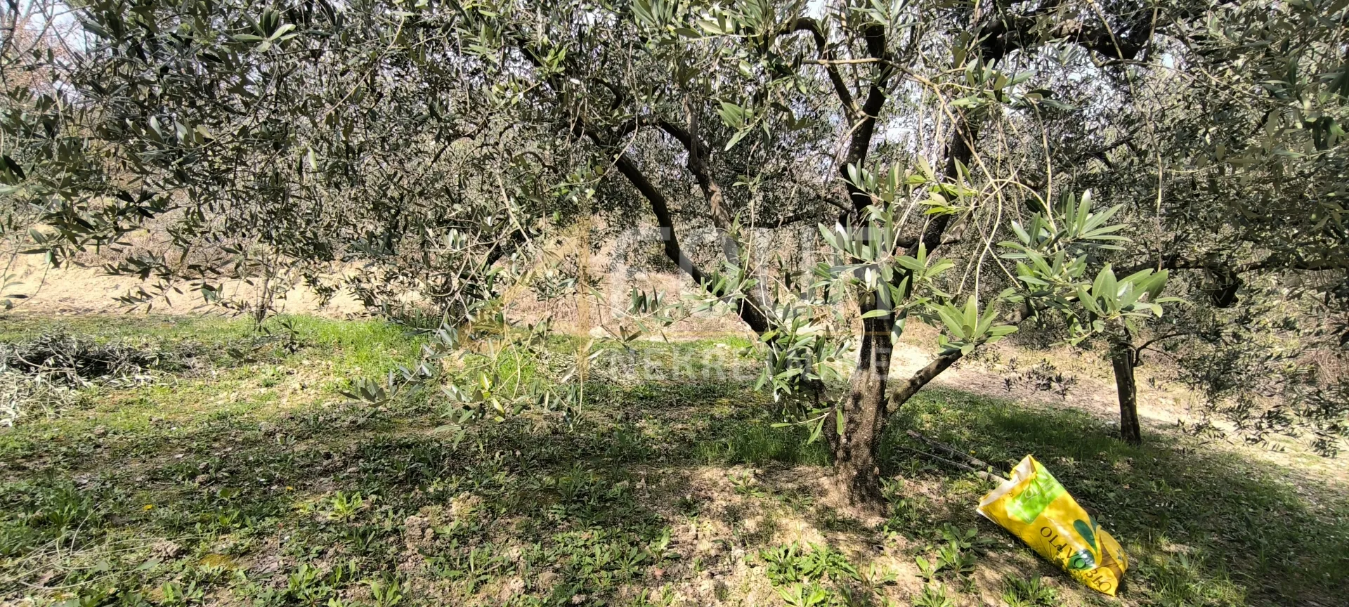 istra, buzet - okolica, poljoprivredno zemljište - slika 3