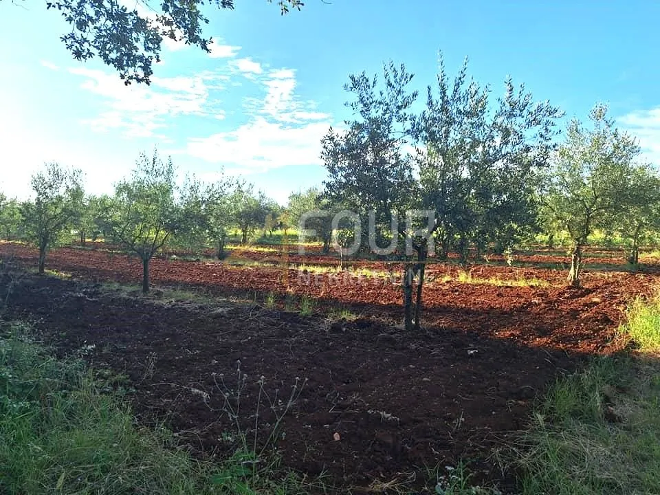 istra, brtonigla, poljoprivredno zemljište 5.077m2 - slika 2