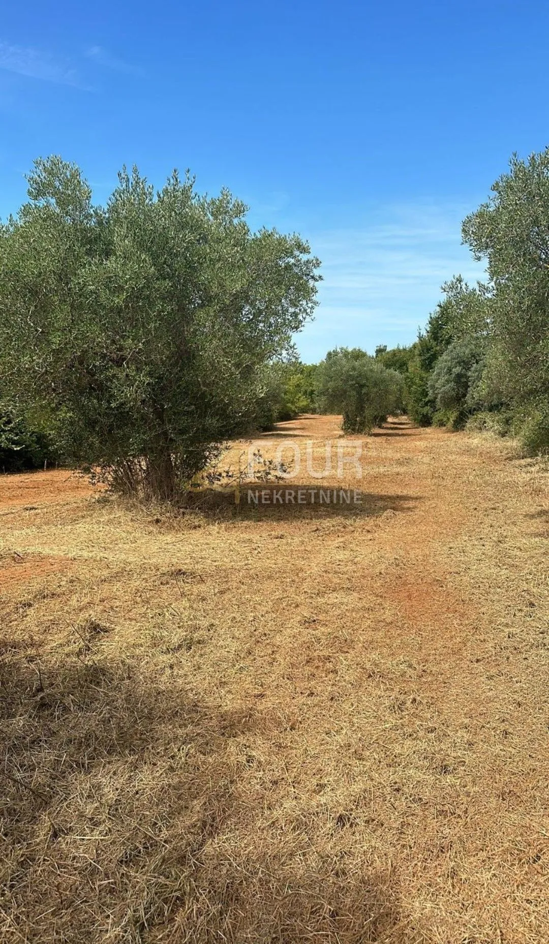 istra, bale, poljoprivredno zamljište, 3.060m2 - slika 3
