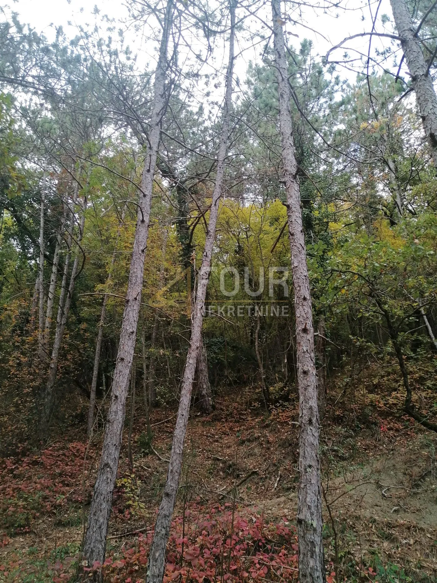 Istra, Buzet - okolica, poljoprivredno zemljište, 3.820m2