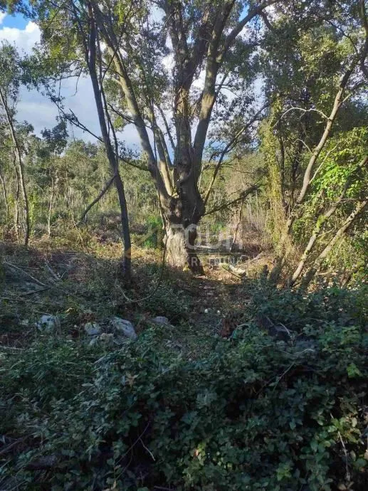 Istra, Duga Uvala, poljoprivredno zemljište, 2.042m2 - Šegotići, Marčana