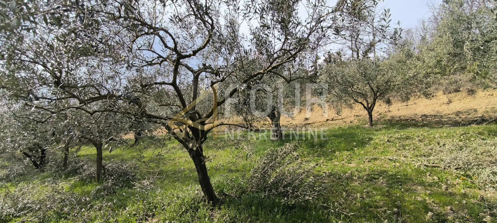 istra, buzet - okolica, poljoprivredno zemljište - slika 4