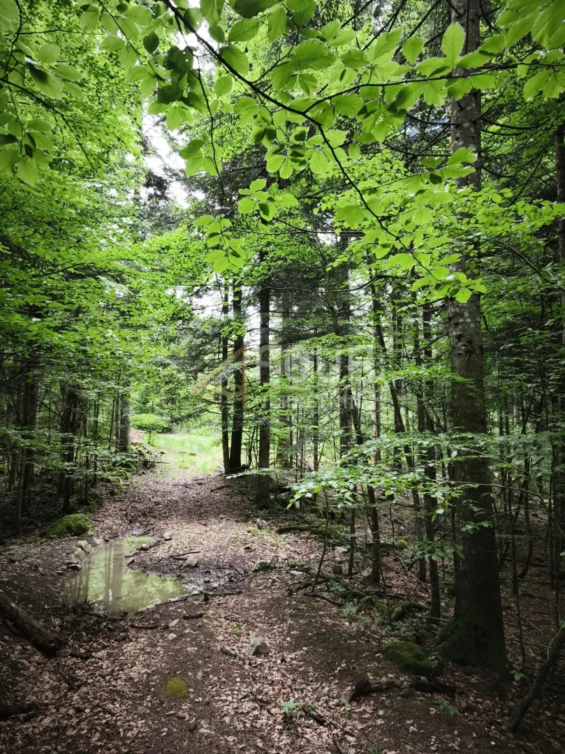 gorski kotar, vrbovsko - okolica, zemljište 17.835m2 - slika 2