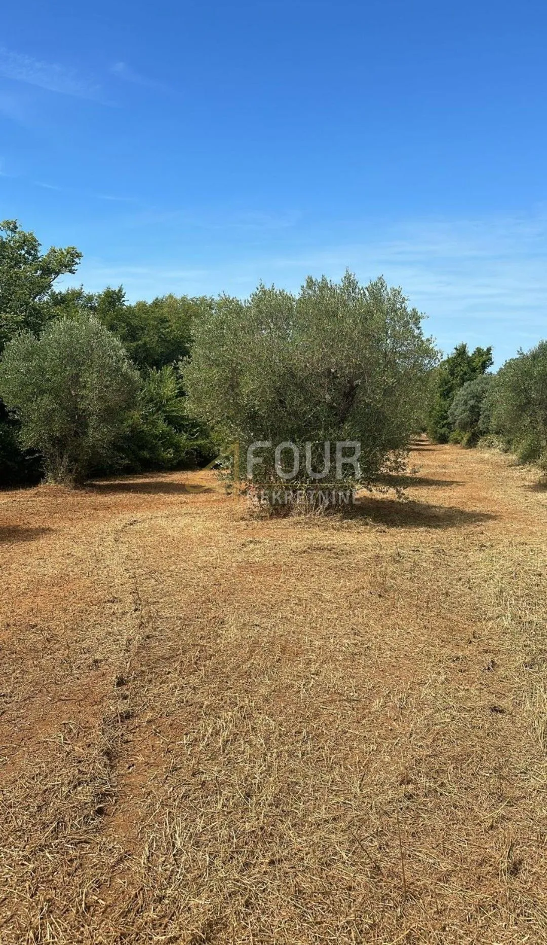 istra, bale, poljoprivredno zamljište, 3.060m2 - slika 2
