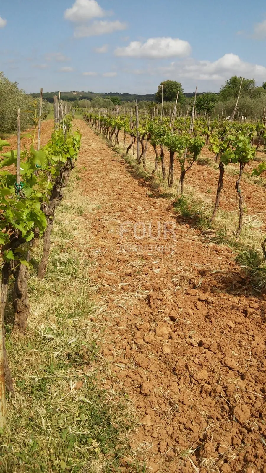 istra, rovinj-okolica, poljoprivredno zemljište 4.471m2 - slika 2