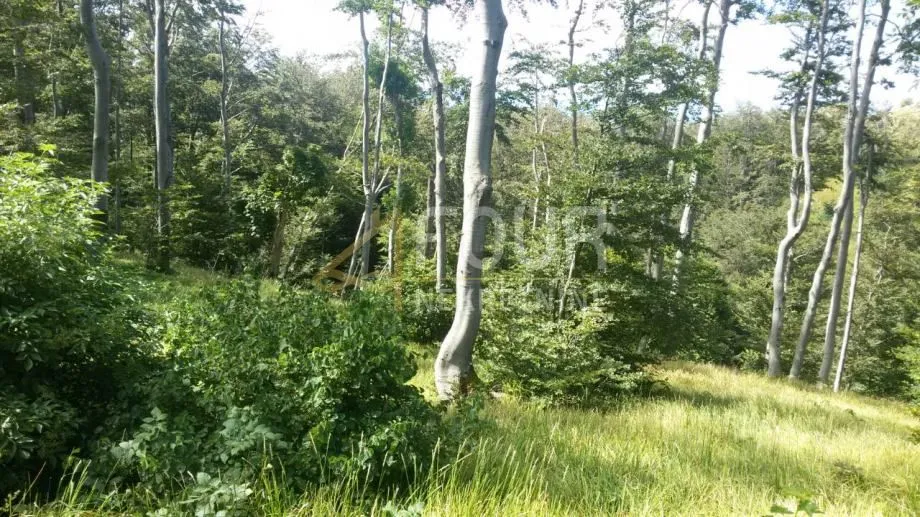 škrljevo, poljoprivredno zemljište 29.685m2 - slika 3