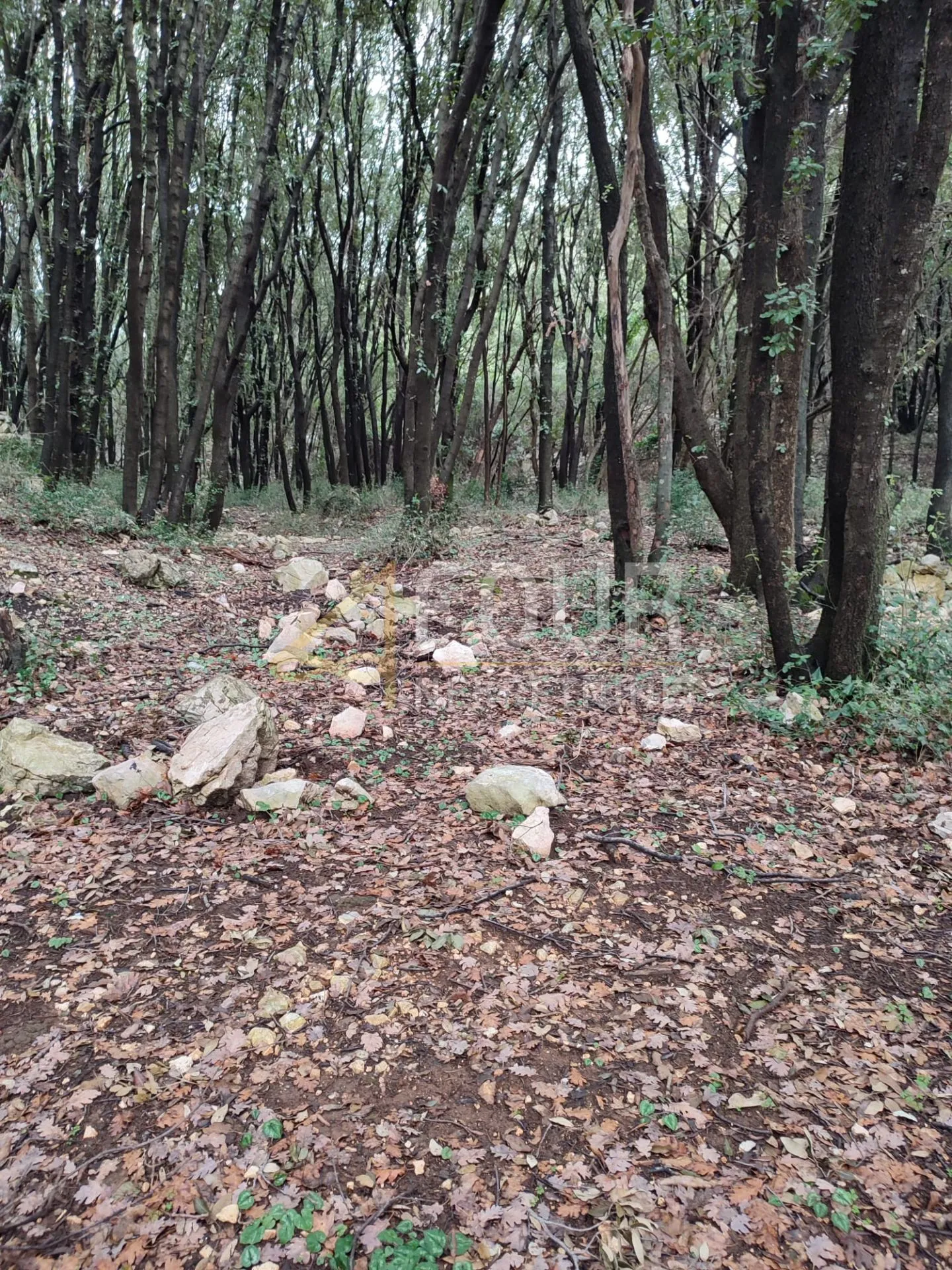 otok krk, vrh, poljoprivredno zemljište 13.880m2 - slika 3