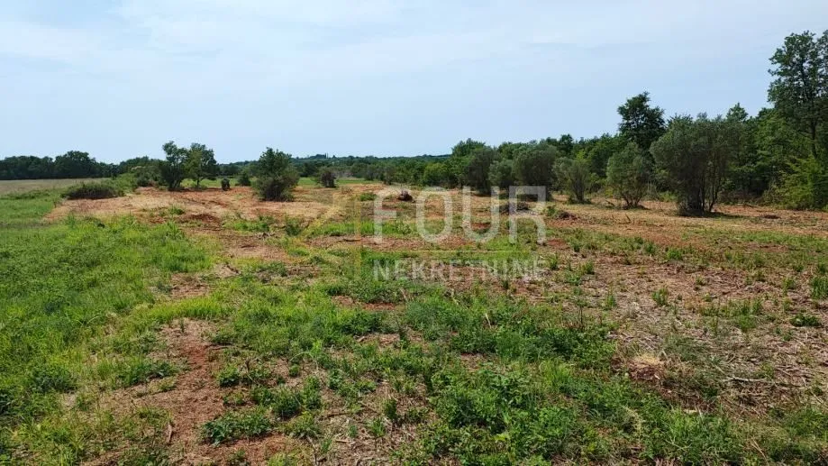 Istra, Buje, poljoprivredno zemljište 47.888m2