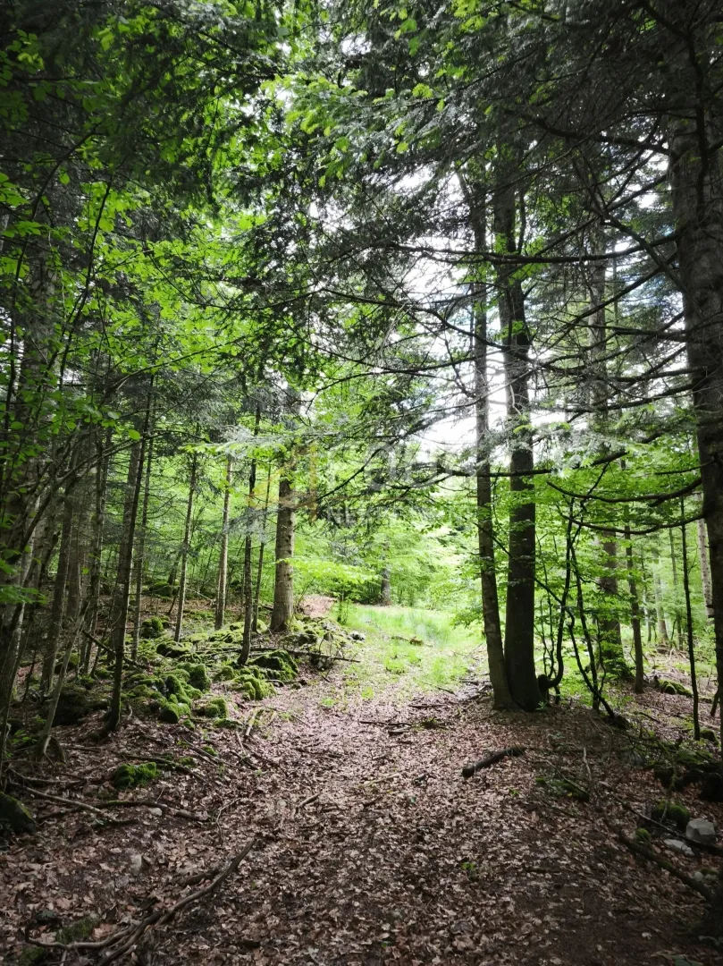gorski kotar, vrbovsko - okolica, zemljište 17.835m2 - slika 4