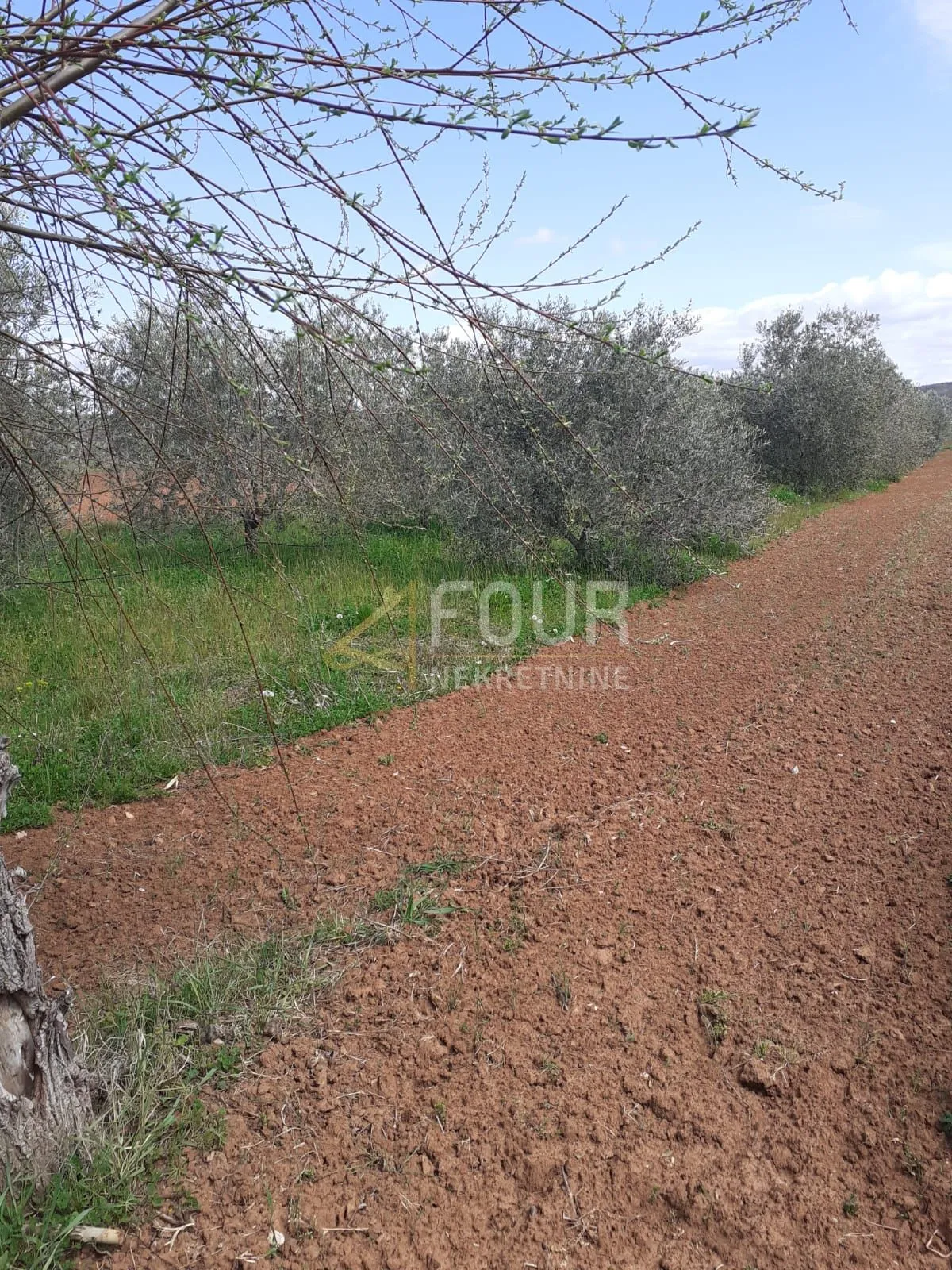 istra, rovinj-okolica, poljoprivredno zemljište 4.471m2 - slika 3