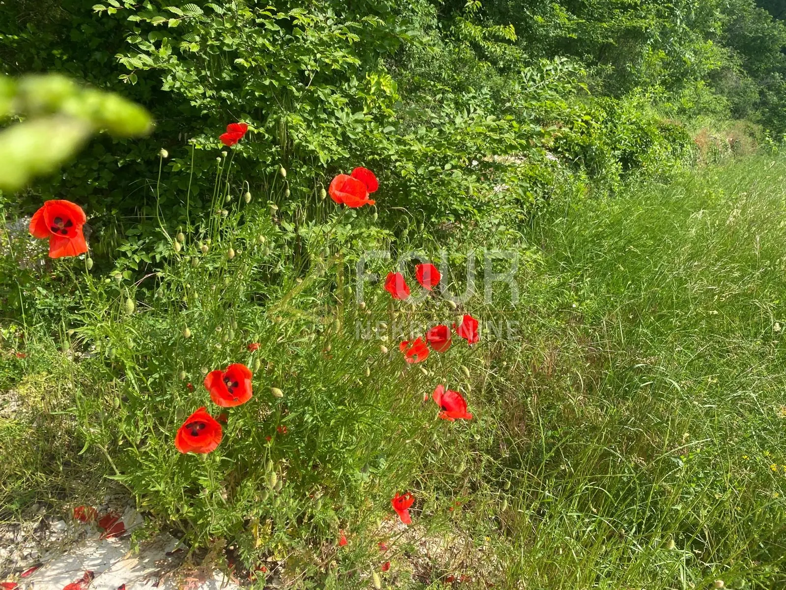 istra, višnjan, dvije kuće, vanjski bazen, garaže, okućnica - slika 31