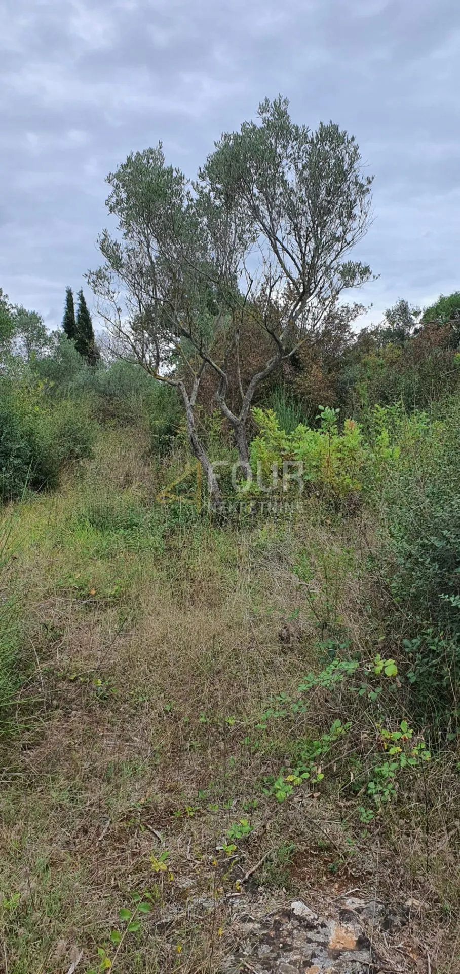 istra, rovinj, poljoprivredno zemljište 1.574m2 - slika 5