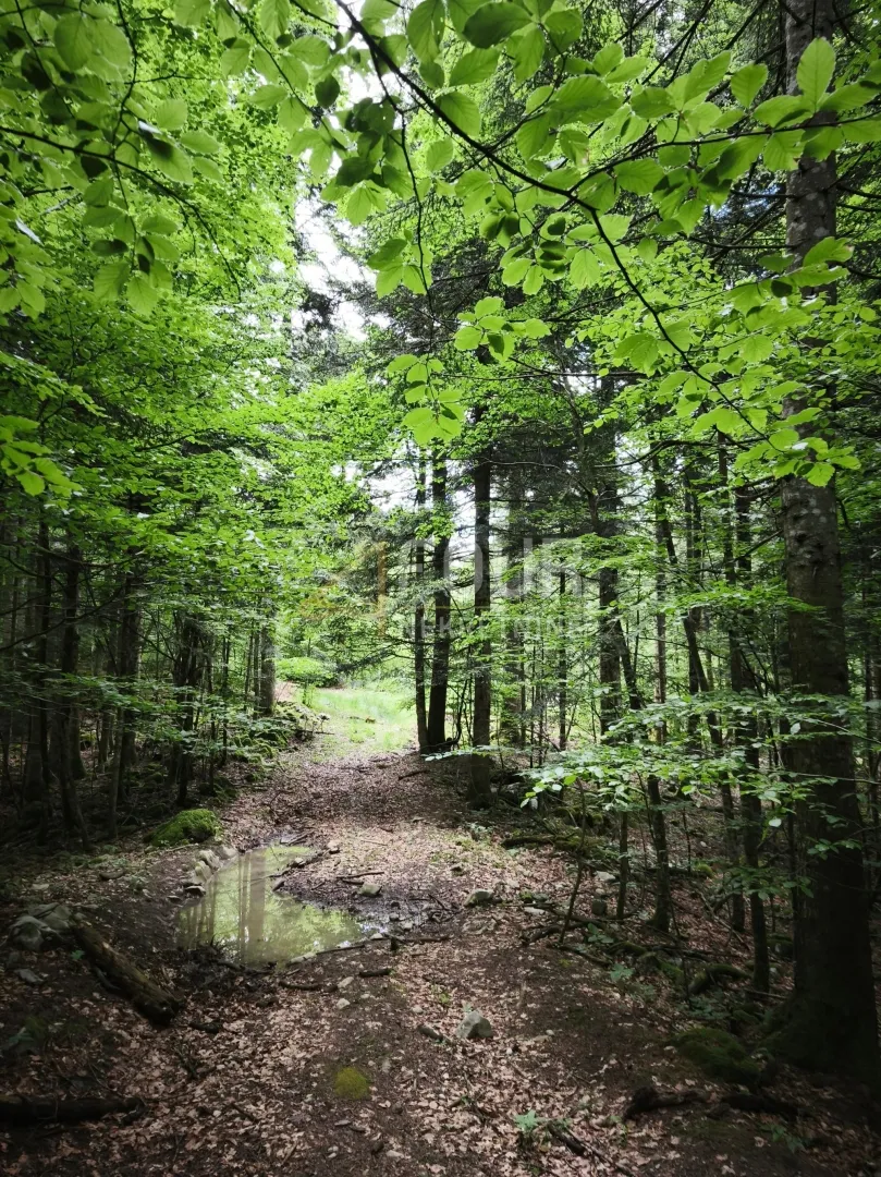 gorski kotar, vrbovsko - okolica, zemljište 17.835m2 - slika 6