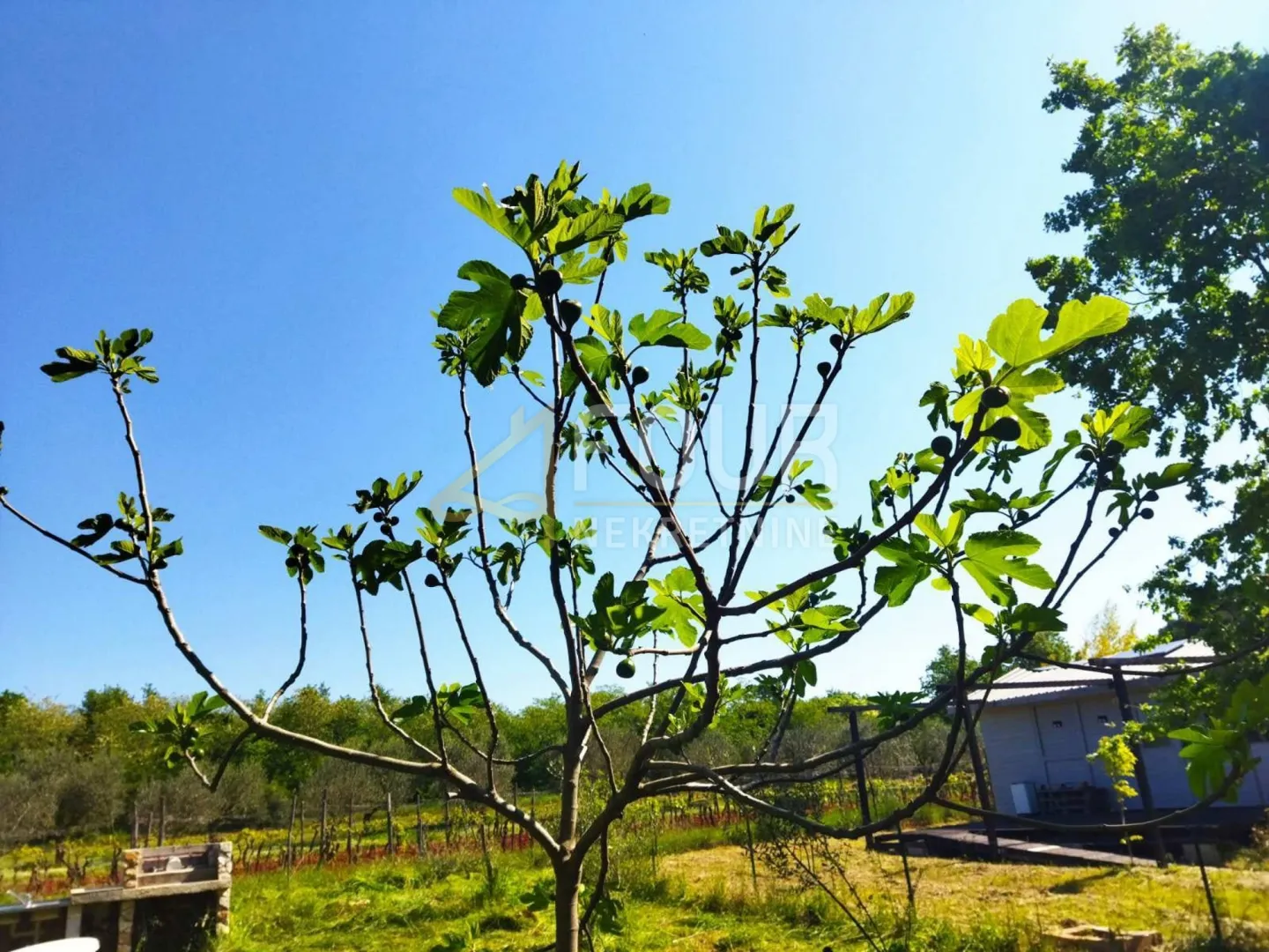 istra, marčana, poljoprivredno zemljište, 358m2 - slika 2