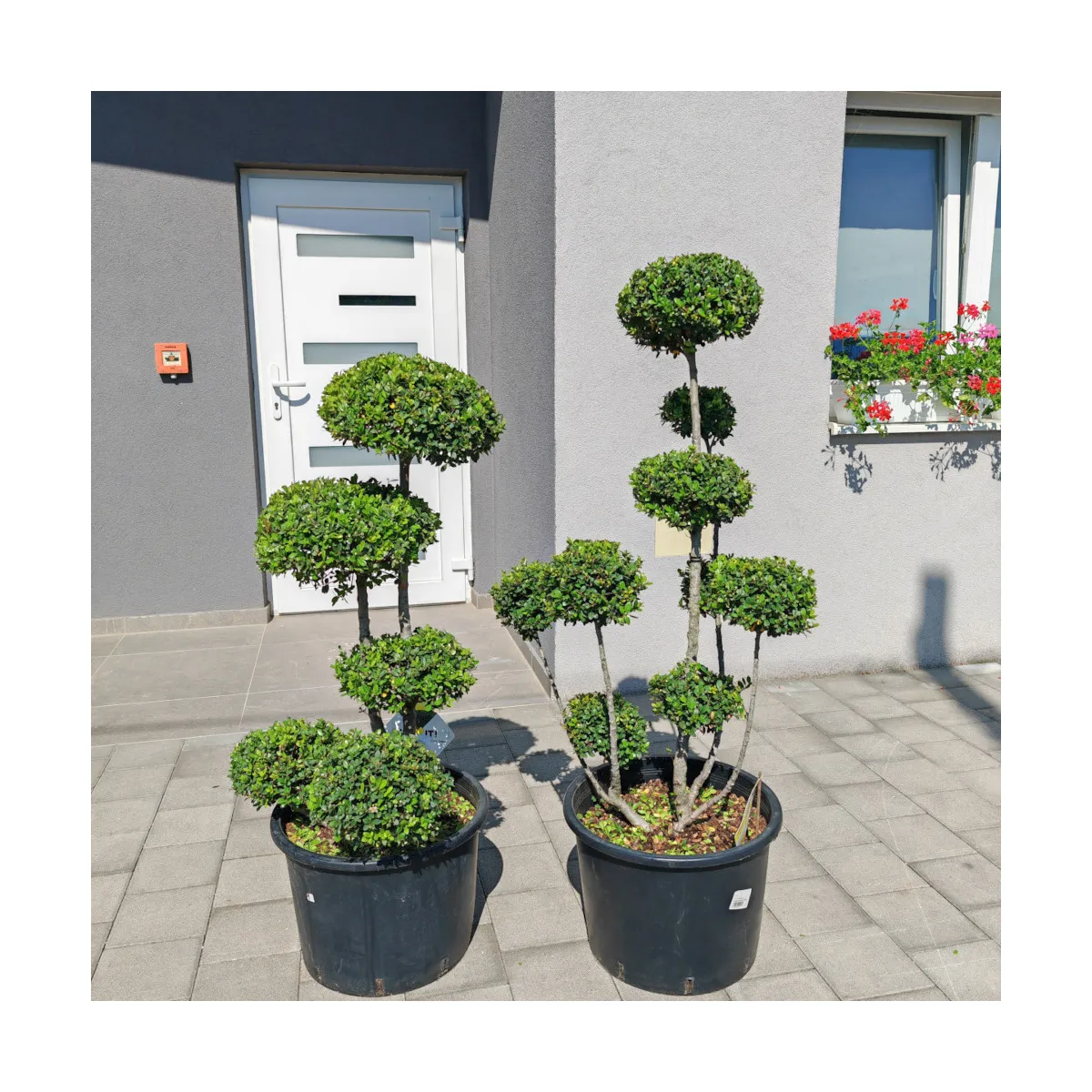ilex crenata “dark green bonsai” - slika 4