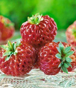 Framberry jagoda - ima osobine maline i jagode