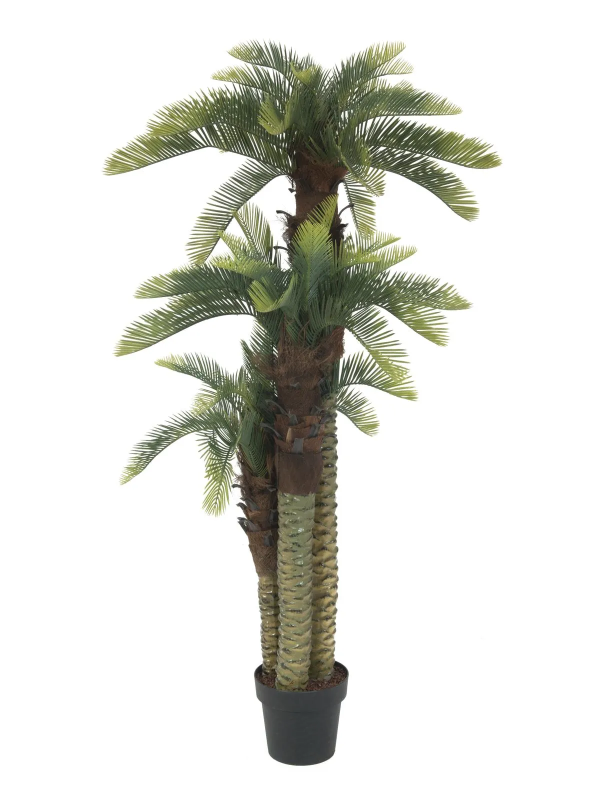 europalms cycus palm trio, 150cm - slika 2