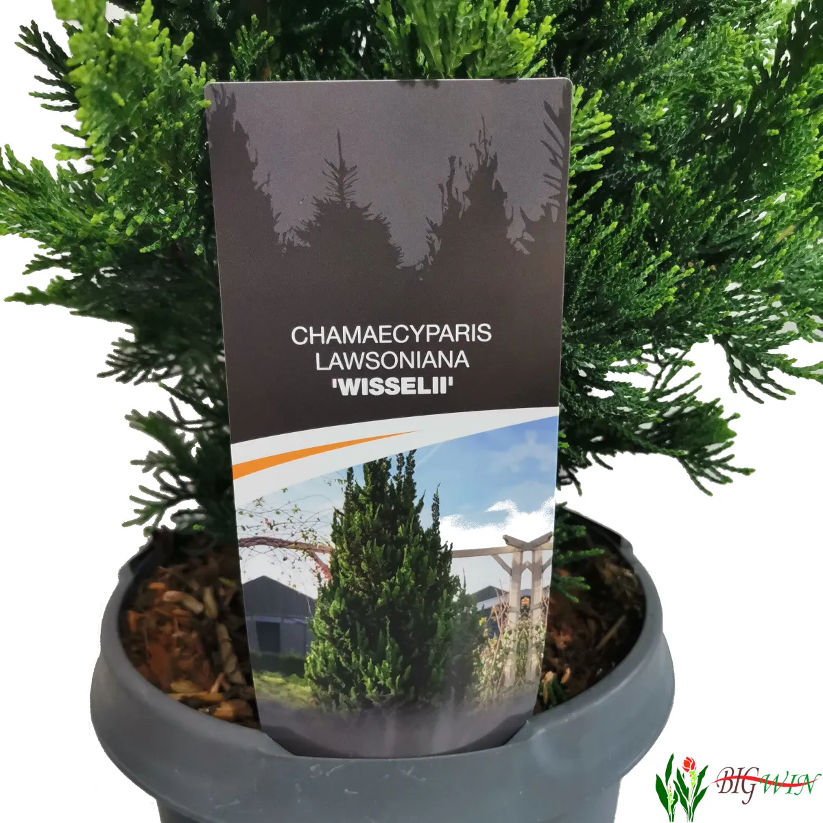 chamaecyparis law. “wisselii” - slika 2