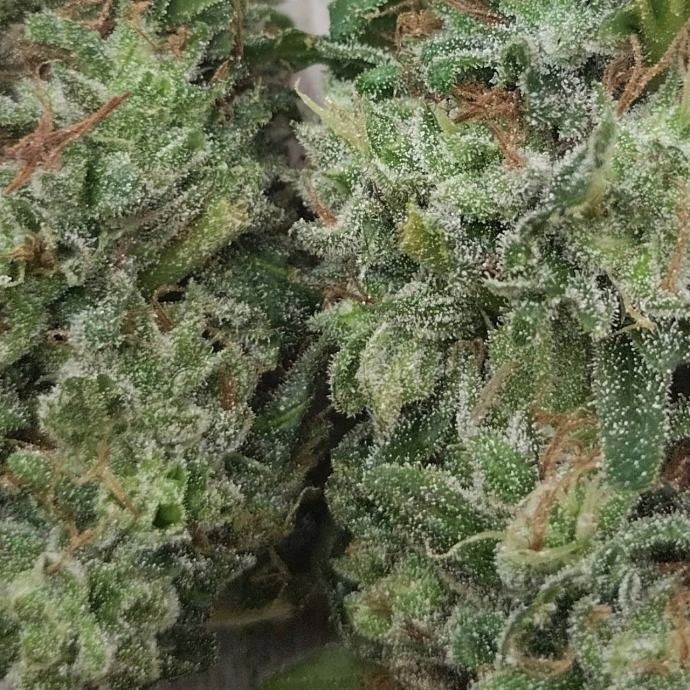 *cbg-cbd cvijet konoplje* - slika 3