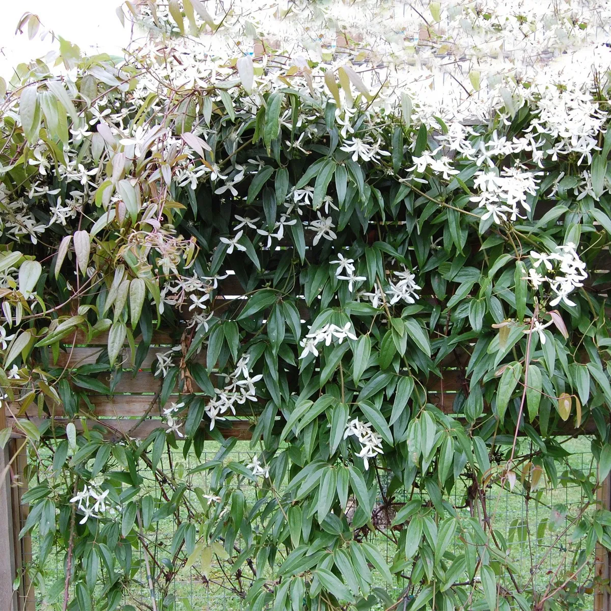 clematis arm. “white” - slika 3
