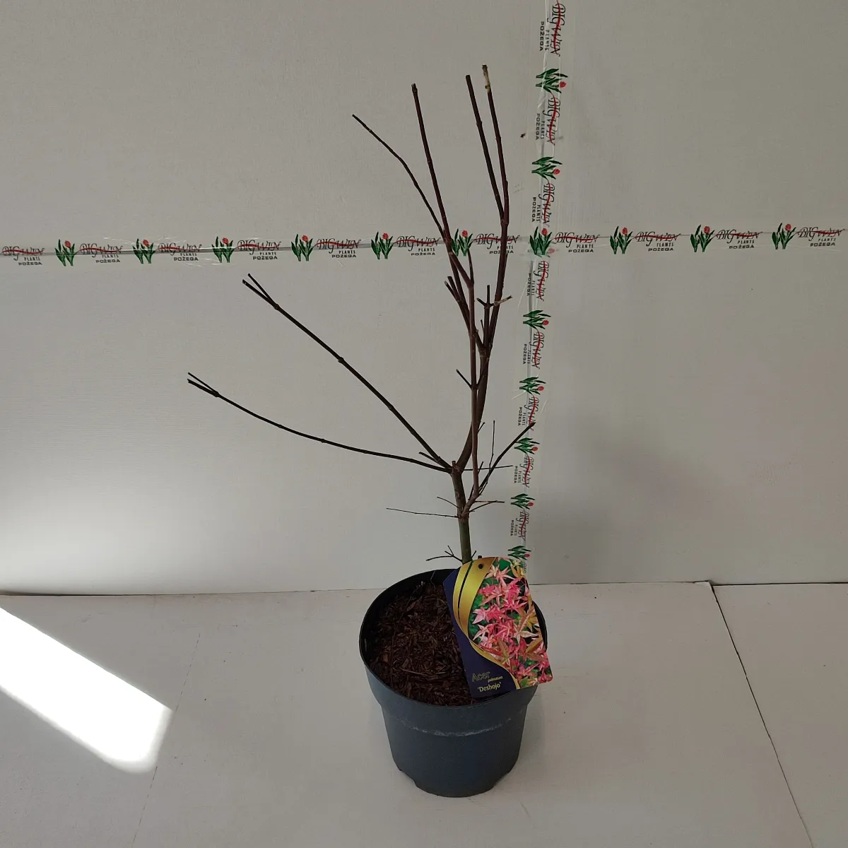 acer palmatum “deshojo” - slika 2