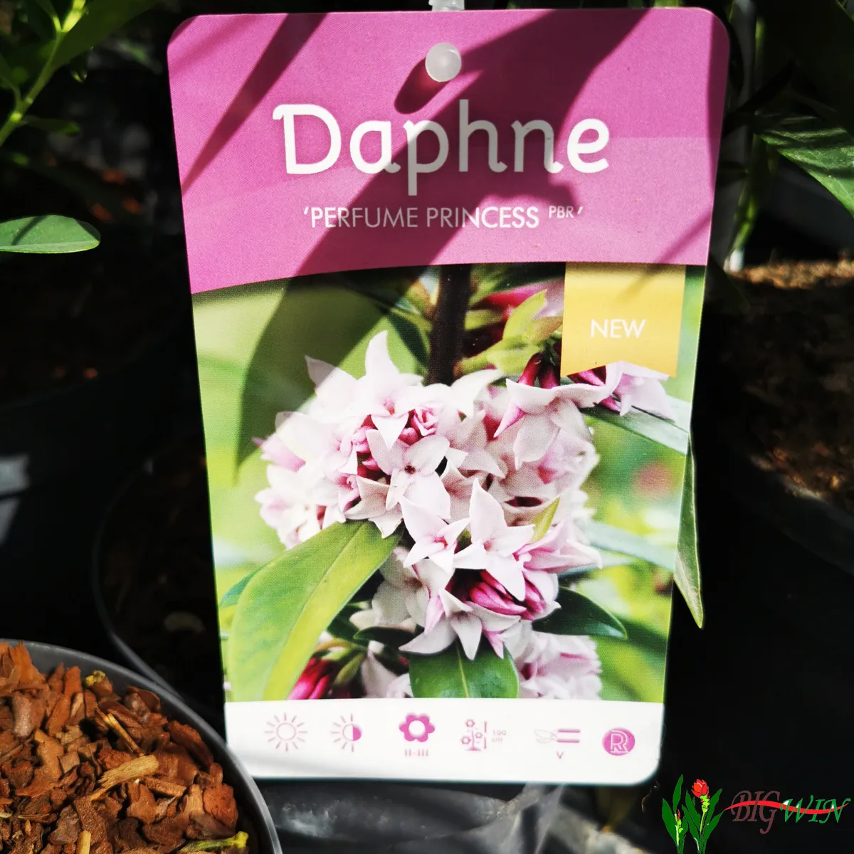 daphne odora - slika 4