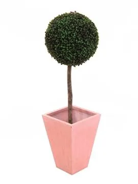 EUROPALMS Boxwood tree, 110cm, d=60cm - Split