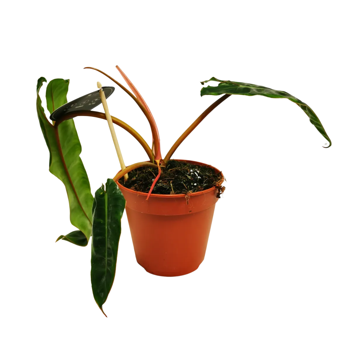 philodendron “billietiae” - slika 3