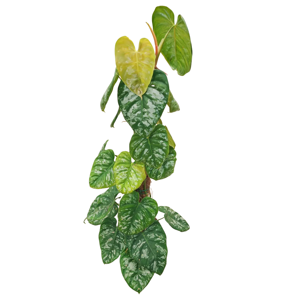 philodendron “brandtianum” moss - slika 3