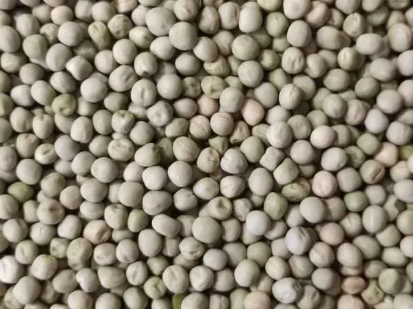 Zeleni grašak 1kg - Đakovo