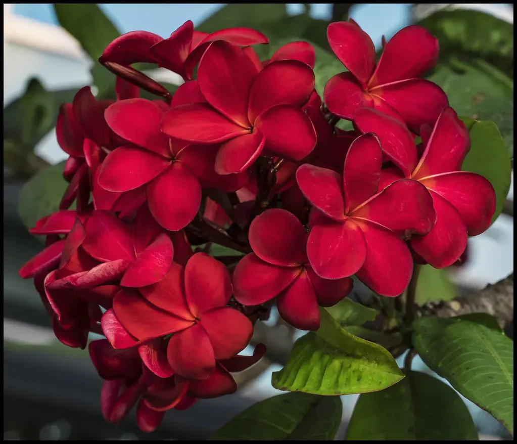 plumeria rubra”havaiian” - slika 2
