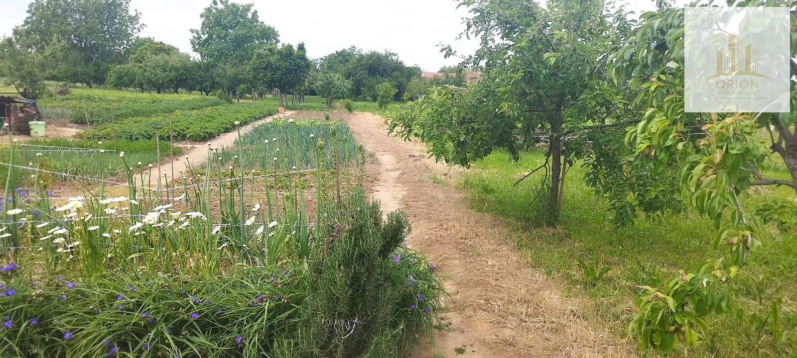 odlična prilika u tenji – prizemnica s okućnicom + oranica, puno potencijala! - slika 3