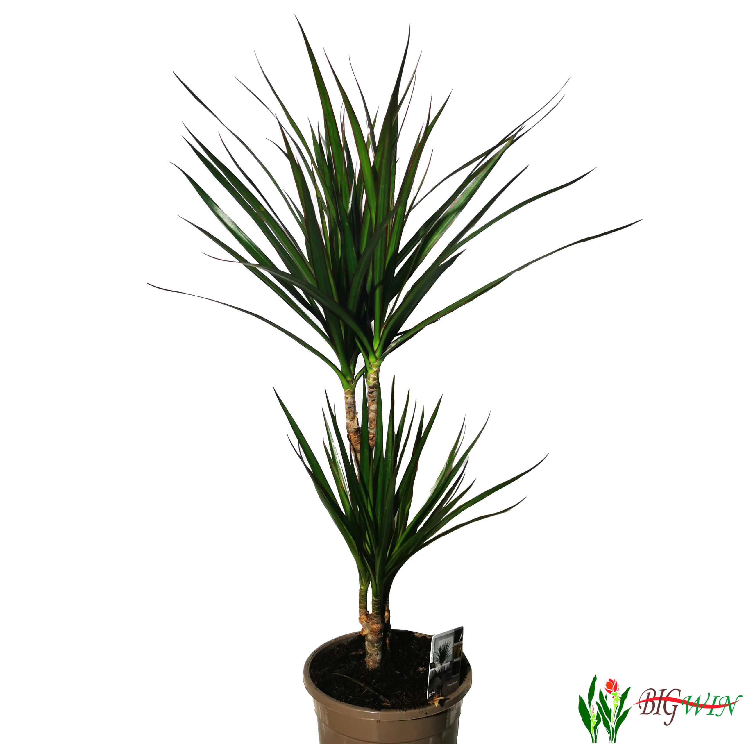 dracena marginata - slika 2
