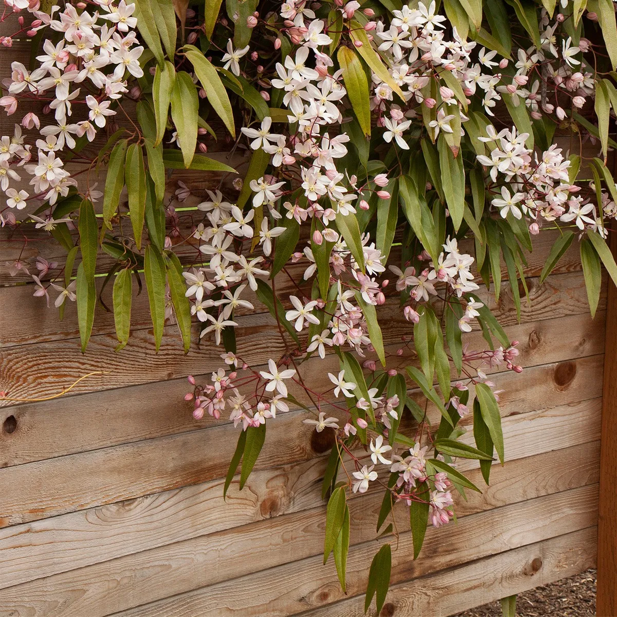 clematis arm. “apple blossom” - slika 2