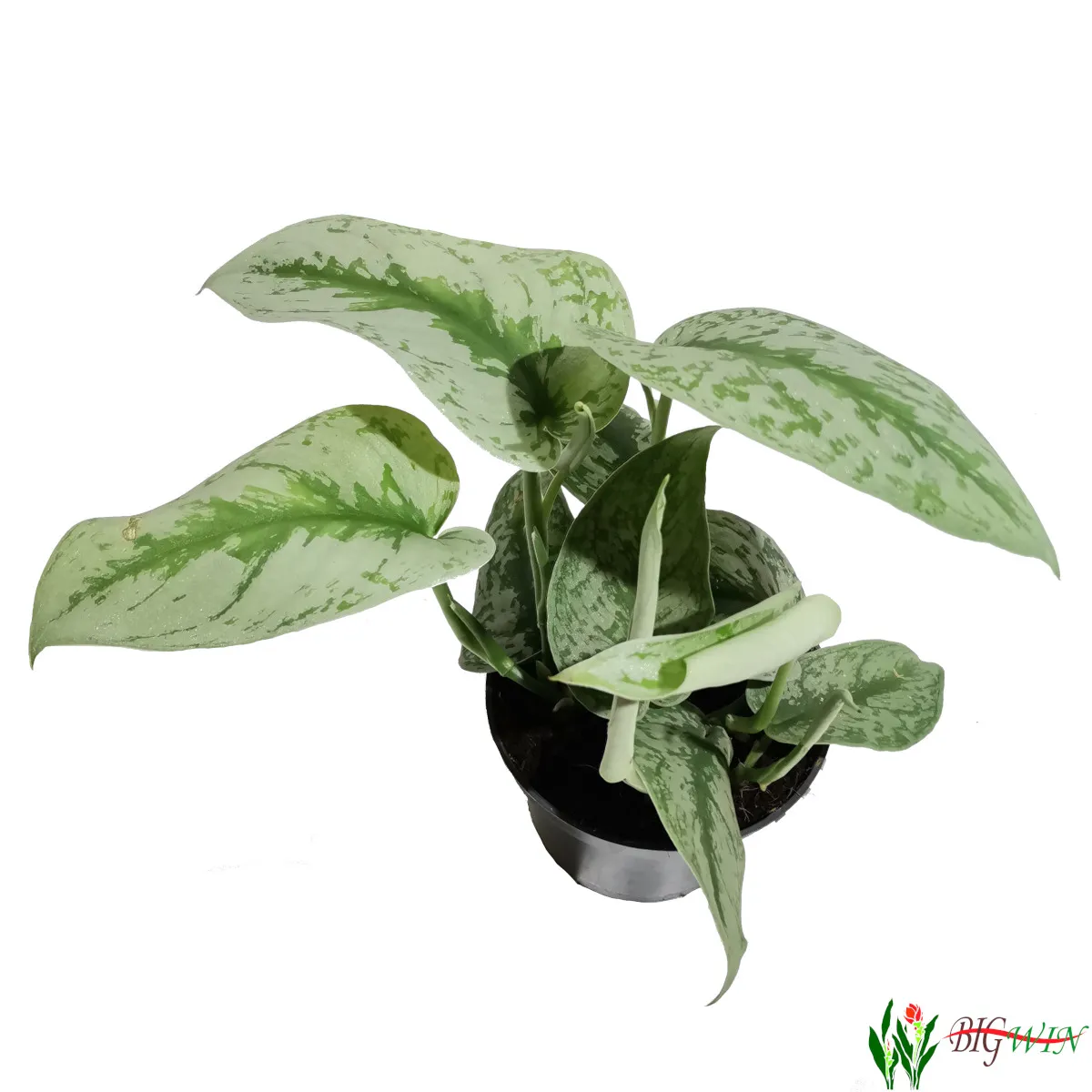 SCINDAPSUS PICTUS” Trebie” - Brestovac