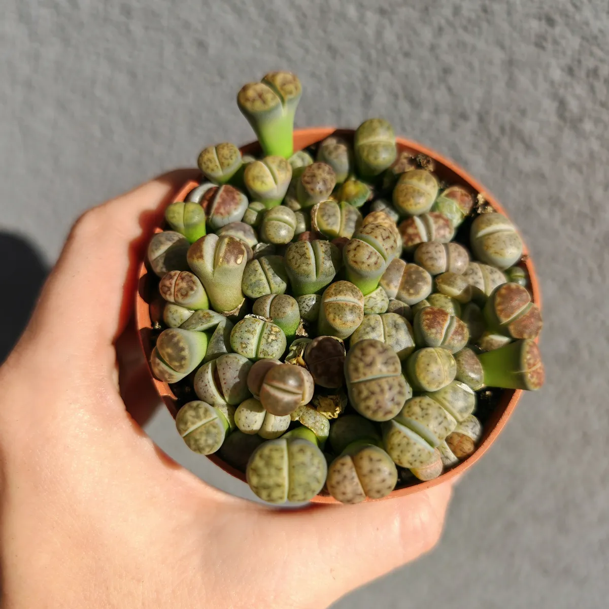 lithops species - slika 5