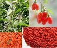 Goji bobice i sadnice