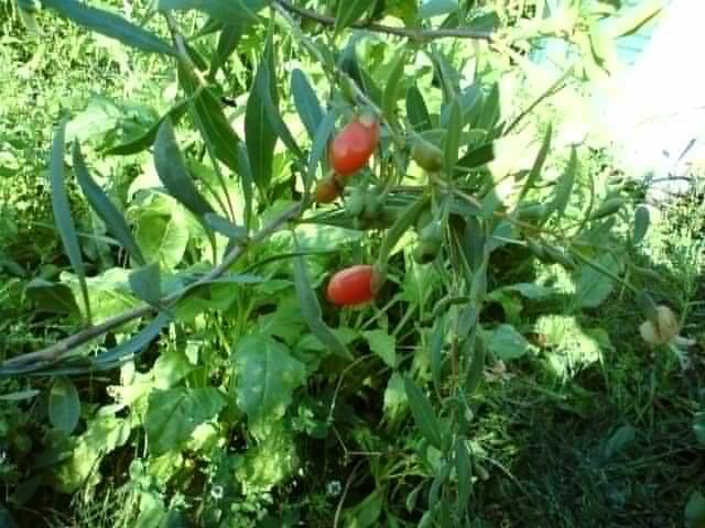 Goji bobice
