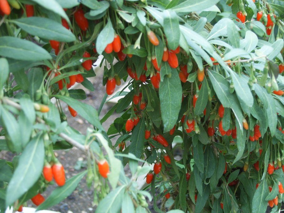 Goji sadnice, jednogodišnje, dvogodišnje