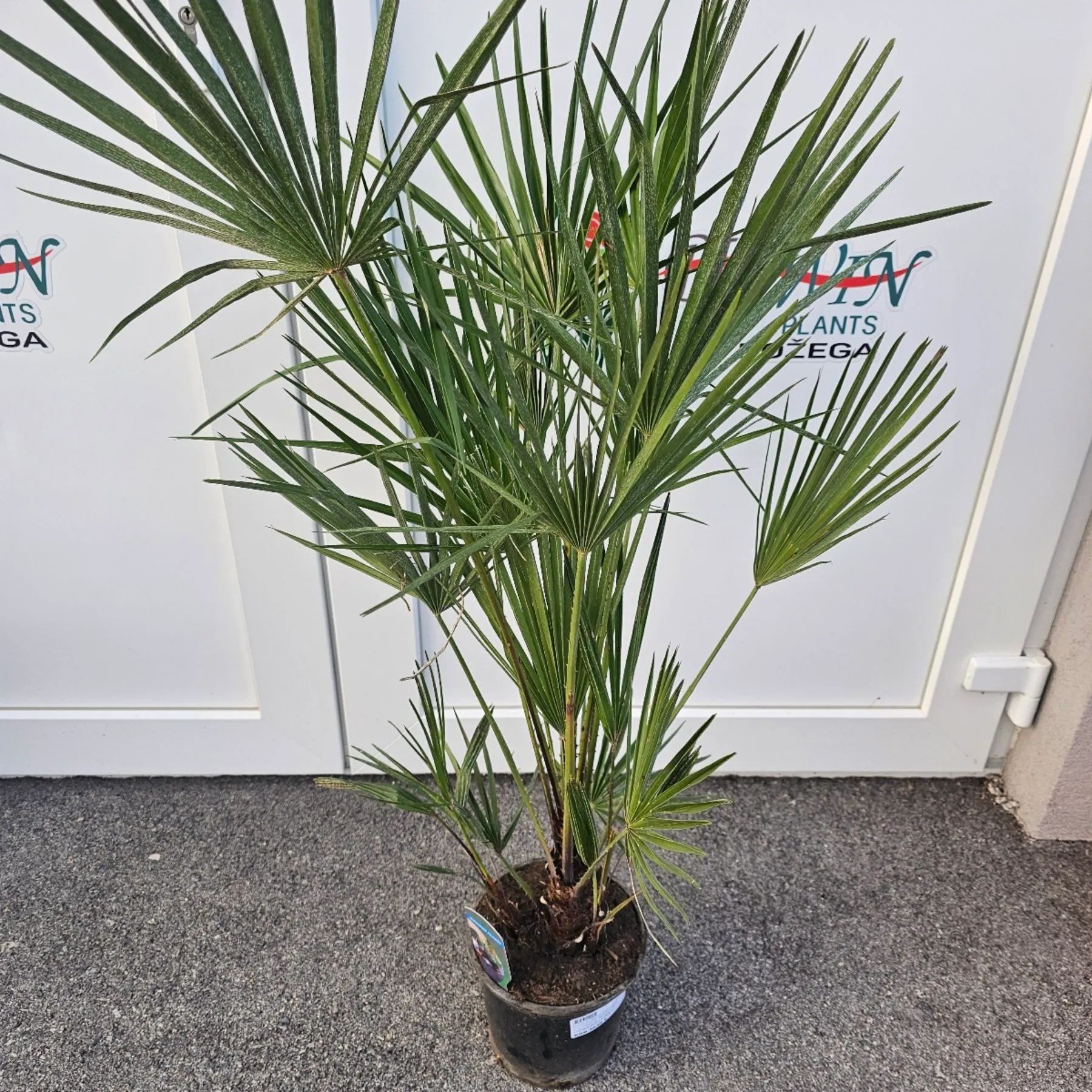 chamaerops humilis - slika 2