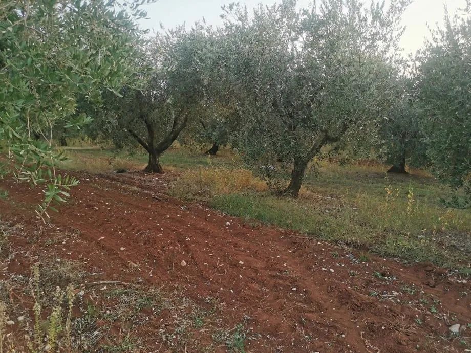 vabriga-lanterna-maslinik na prodaji - slika 9
