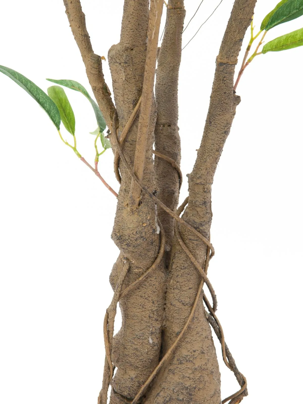 europalms ficus longifolia, thick trunk, 180cm - slika 3