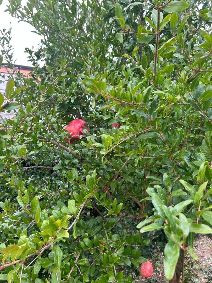 lijepa dvojna kuća 3 km od mora - slika 2