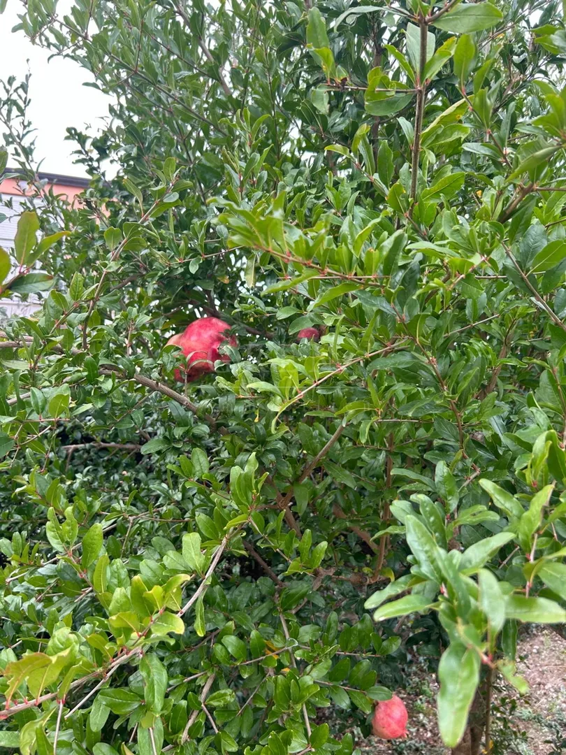 lijepa dvojna kuća 3 km od mora - slika 2